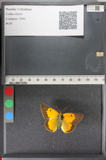Media type: image;   Entomology 118748